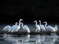 關於特別是作為水禽棲息地的國際重要濕地公約