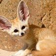 耳廓狐(沙漠狐)