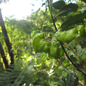 Crinodendron brasiliense