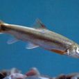 橫口裂腹魚 橫口裂腹魚