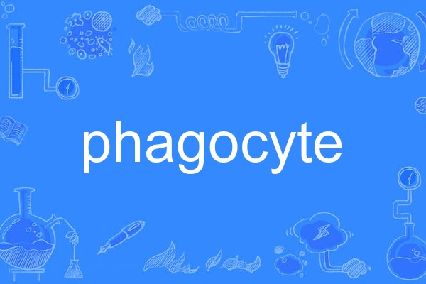 phagocyte phagocyte