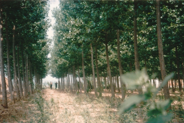 嵐東村 嵐東村