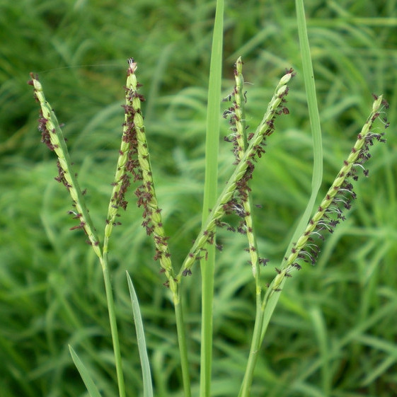 雙穗雀