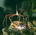 箭蟹，蜘蛛蟹的一種