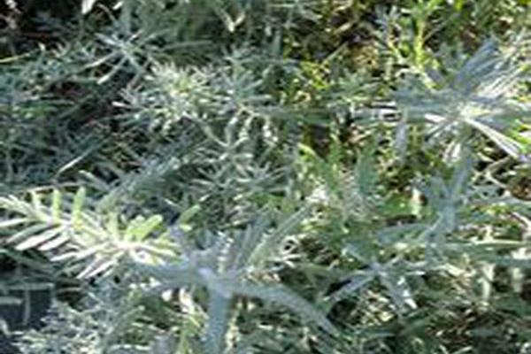 Lavandula angustifolia \x27Potpourri Sky Blue\x27 Lavandula angustifolia \x27Potpourri Sky Blue\x27