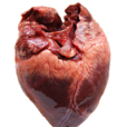 心臟(脊椎動物的中心器官)