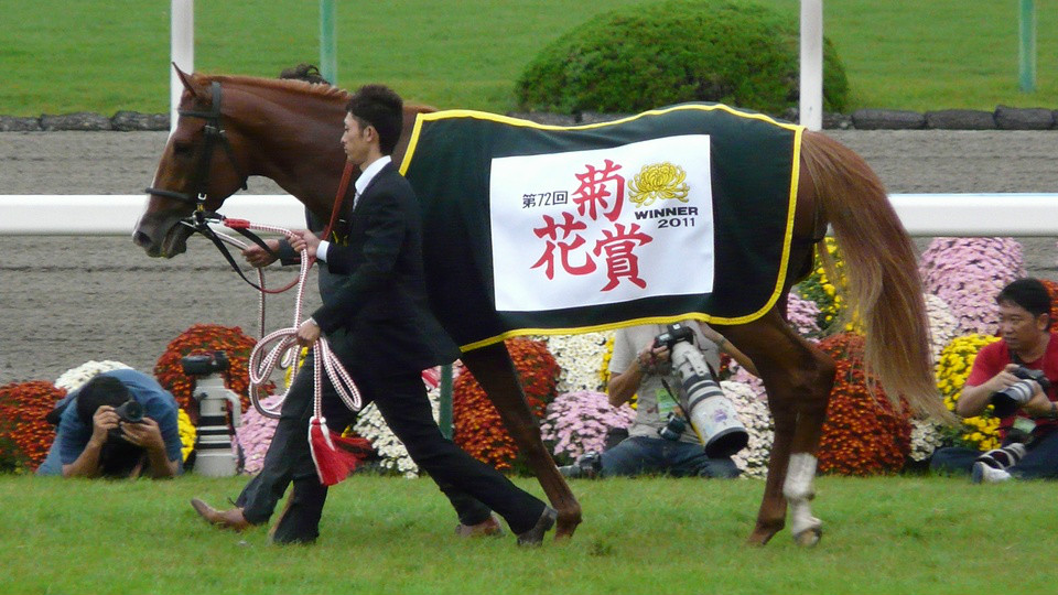 2011年菊花賞