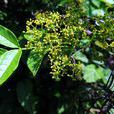 野花椒(芸香科花椒屬植物)