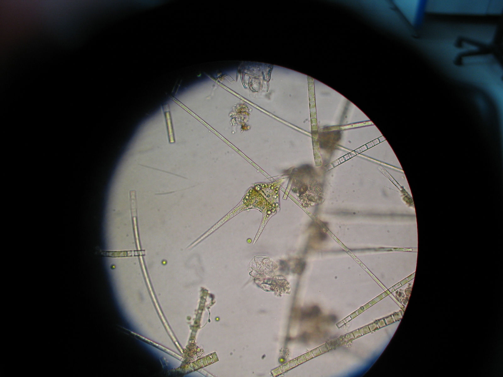 角甲藻