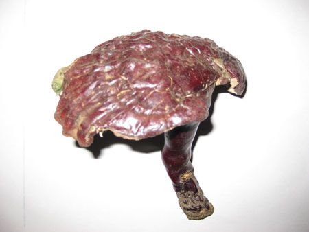 西藏靈芝(白肉靈芝) 西藏靈芝(白肉靈芝)