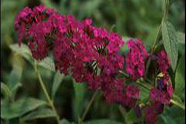 Buddleja davidii \x27Royal Red\x27