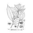 厚短蕊茶 厚短蕊茶