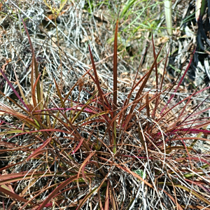 Barbaceniopsis vargasiana