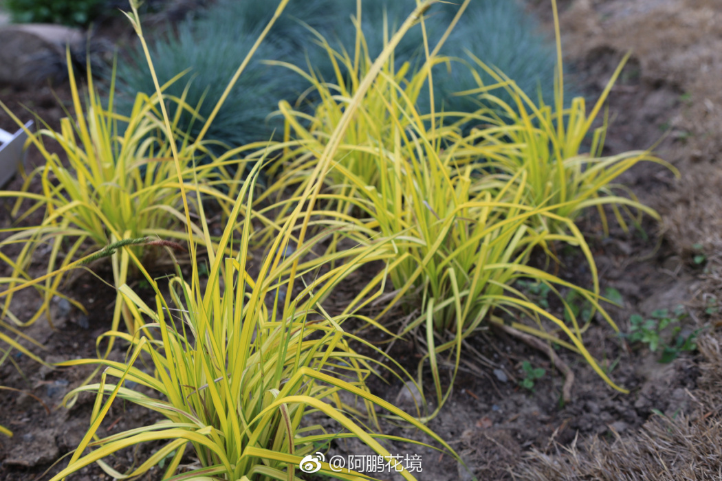 小口苔草