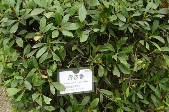 新寧厚皮香09 新寧厚皮香09