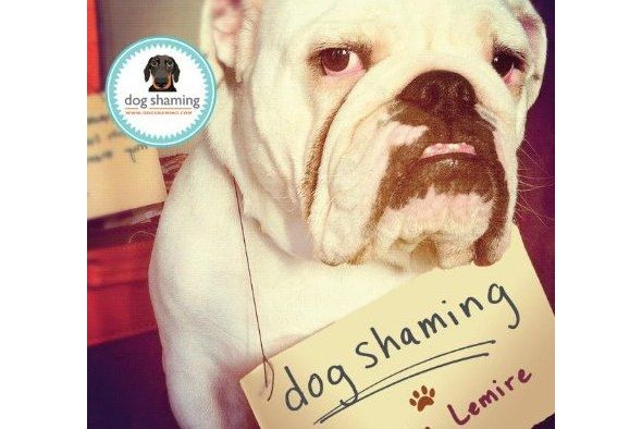 Dog Shaming Dog Shaming
