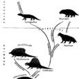 獸孔目 獸孔目