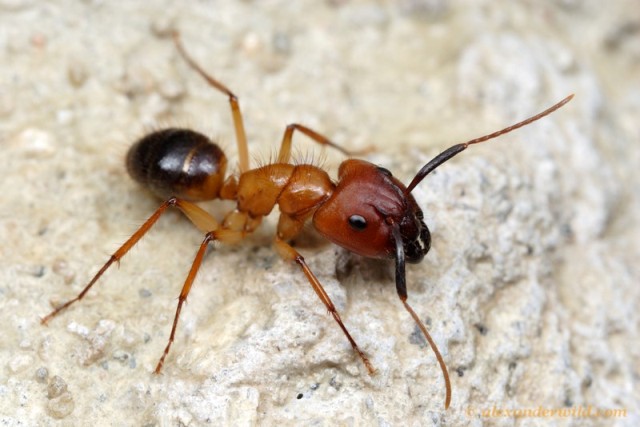 弓背蟻屬 大型工蟻