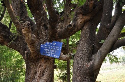 樂陵市母子樹 樂陵市母子樹