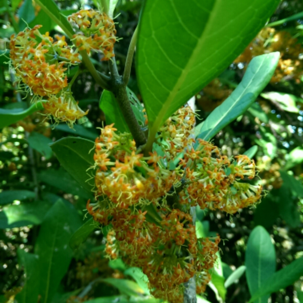 Danais fragrans