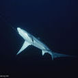 深海長尾鯊