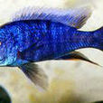 阿里(非洲熱帶魚) 阿里(非洲熱帶魚)