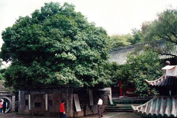 聖水寺漢桂 聖水寺漢桂