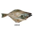 亞洲箭齒鰈 亞洲箭齒鰈