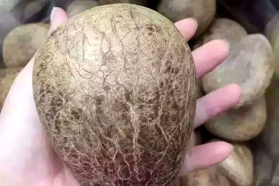 印度瓶椰 印度瓶椰