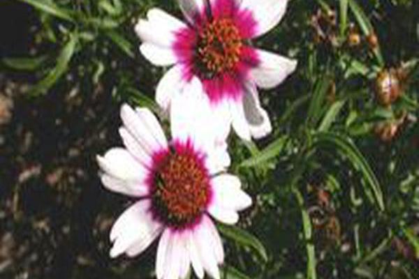 Coreopsis rosea \x27Sweet Dreams\x27 Coreopsis rosea \x27Sweet Dreams\x27