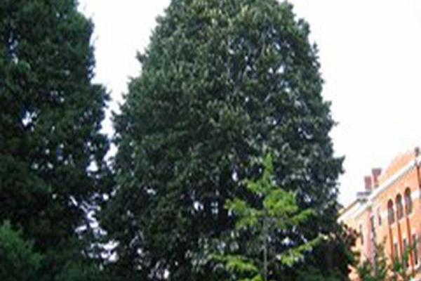 Tilia tomentosa Tilia tomentosa