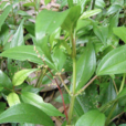 石筋草(植物) 石筋草(植物)