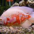 豬仔魚 豬仔魚