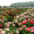 軍門花園 軍門花園