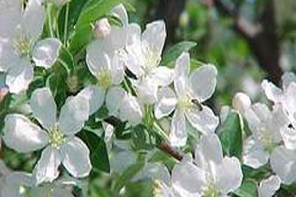 Malus \x27Amberina\x27