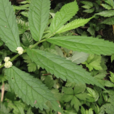 巨序樓梯草 巨序樓梯草
