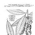 壯麗榿葉樹 壯麗榿葉樹