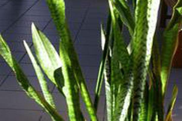 Sansevieria trifasciata Sansevieria trifasciata