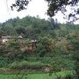 蘆柴棵村 蘆柴棵村