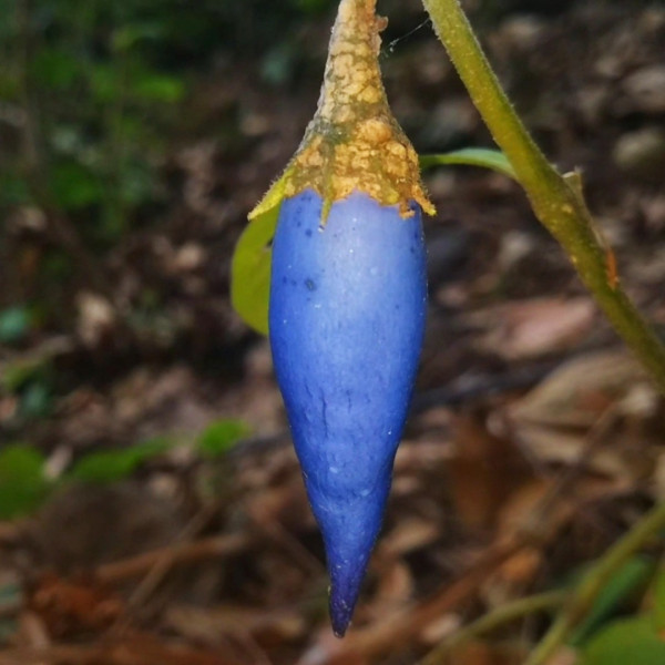 Lycianthes acapulcensis