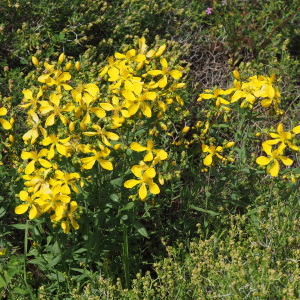 Hypericum perfoliatum