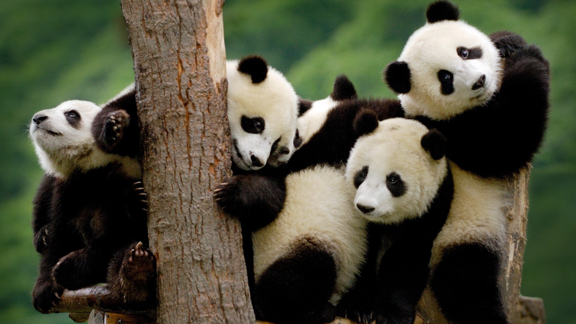 國寶——大熊貓