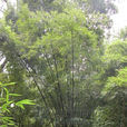 油竹 油竹