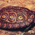 木紋龜
