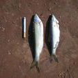 竄條魚 竄條魚