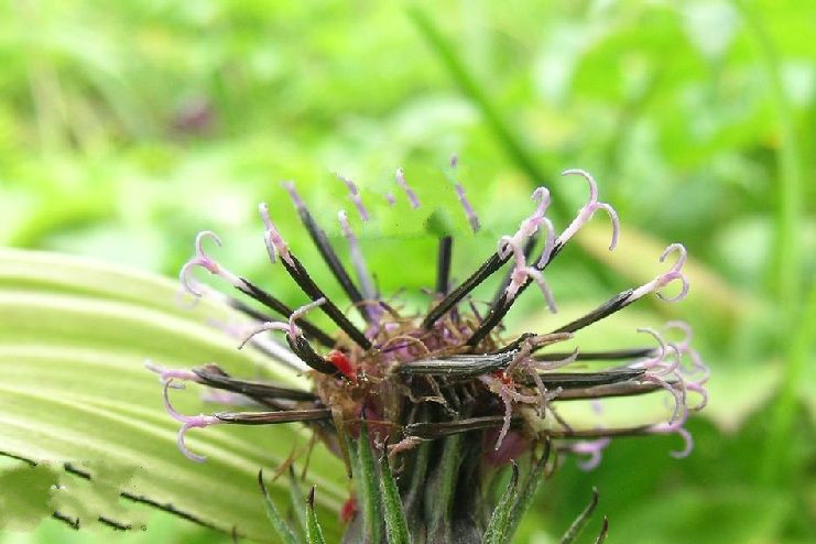 尖苞風毛菊 尖苞風毛菊