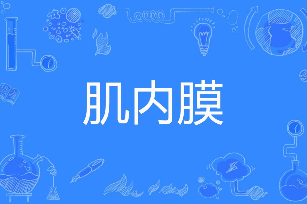 肌內膜 肌內膜