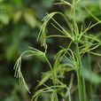 戟葉黑心蕨 戟葉黑心蕨