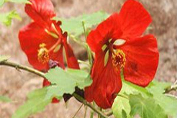 Abutilon × hybridum \x27Bella Red\x27 Abutilon × hybridum \x27Bella Red\x27