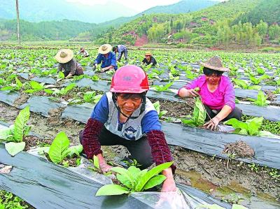 菸葉種植